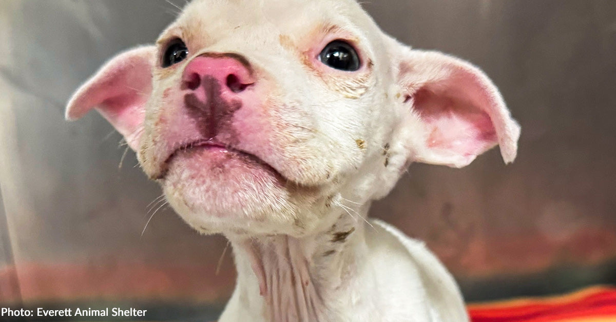 Unterernährt, dehydriert und zu schwach zum Fressen – doch dieser Pitbull-Welpe gab nicht auf