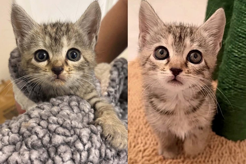 Foto: Foster the Furbabies