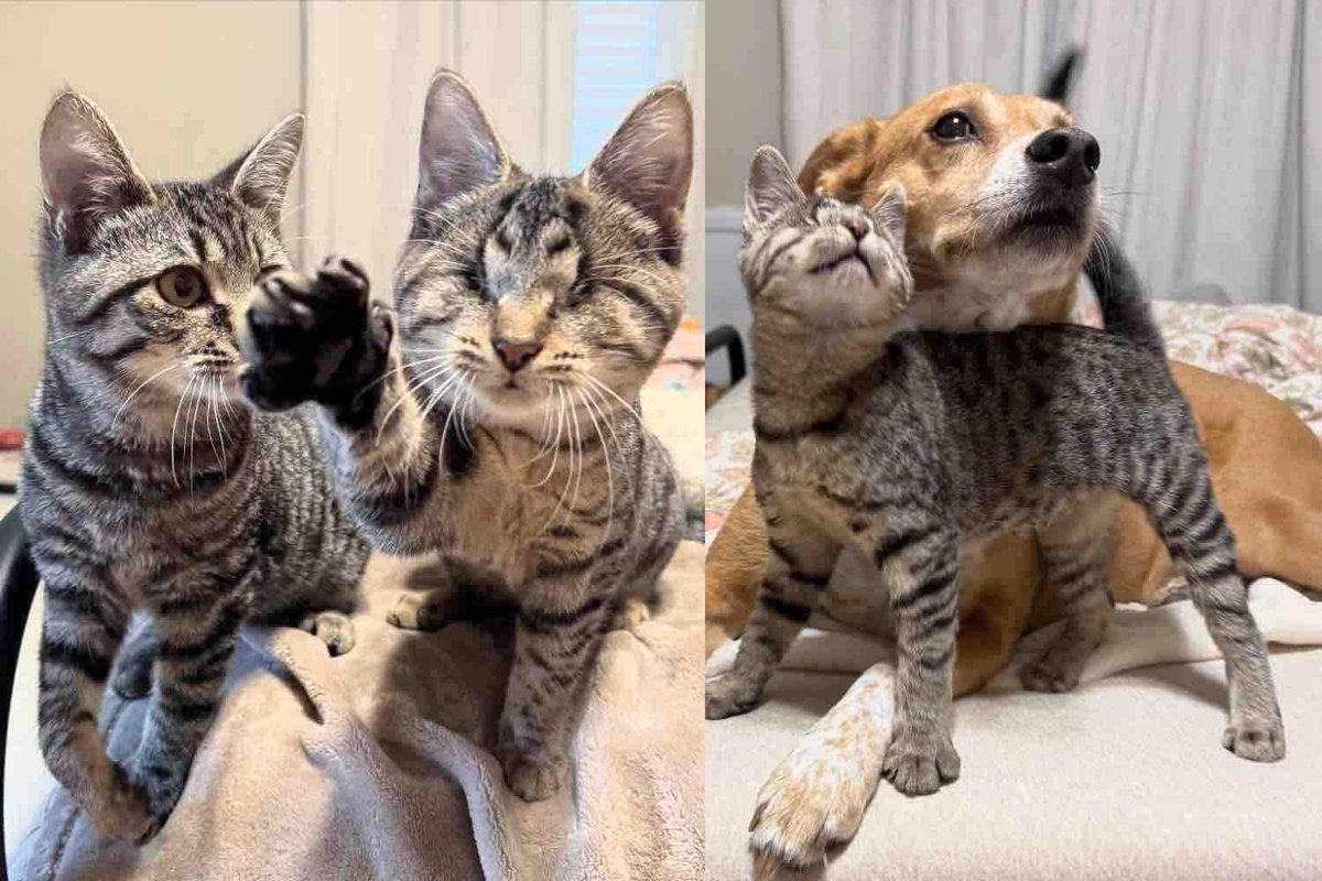 Blindes Kätzchen bricht ins Gehege eines anderen Katers ein – nur um sein bester Freund zu werden