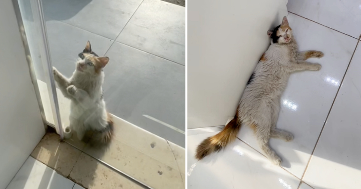 Streunende Katze bettelt bei brütender Hitze um Einlass – dann öffnet ein Ladenbesitzer ihr die Tür