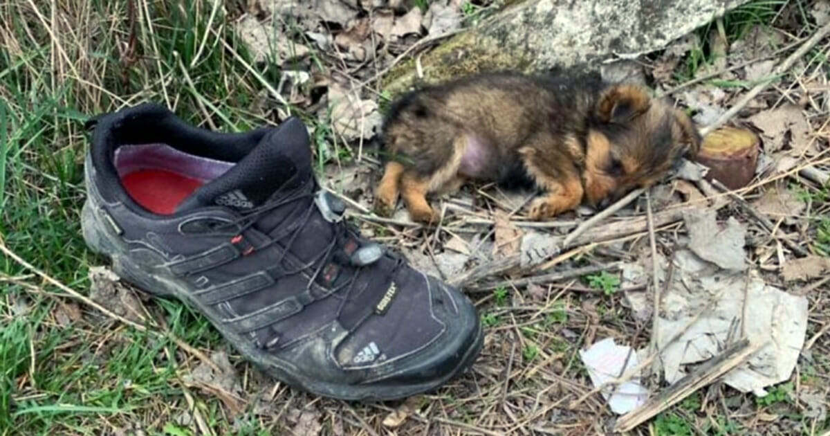 Sie hatte nur einen alten Schuh zum Wärmen – dann hörte ein Mann ihre Schreie