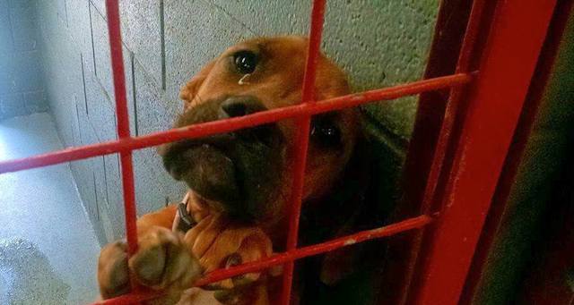 «Der Hund weint jede Nacht, weil ihn niemand will» – dann teilt das Tierheim dieses Foto als letzte Hoffnung