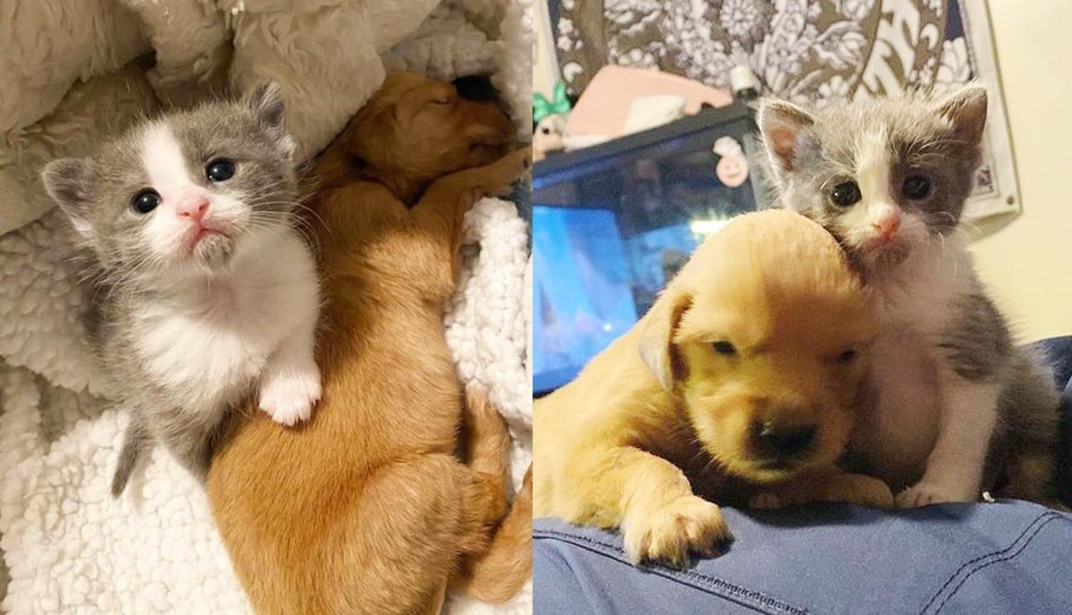 Allein gefunden – jetzt hat dieses Kätzchen einen Welpen, an den es sich kuscheln kann