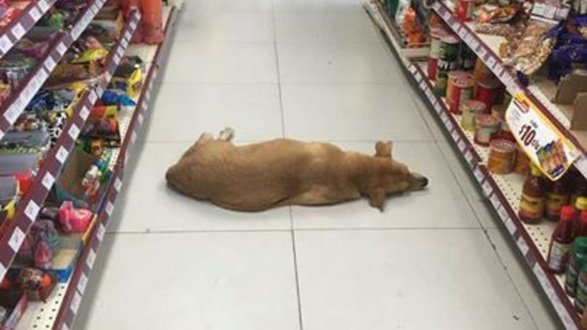 35 Grad Hitze: Dieser Supermarkt öffnet seine Türen für einen Straßenhund – und das Foto rührt Tausende