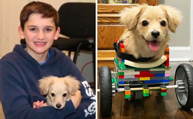 Welpe Gracie kam ohne Vorderbeine zur Welt – dann baute ein 12-Jähriger ihr einen Rollstuhl aus Lego