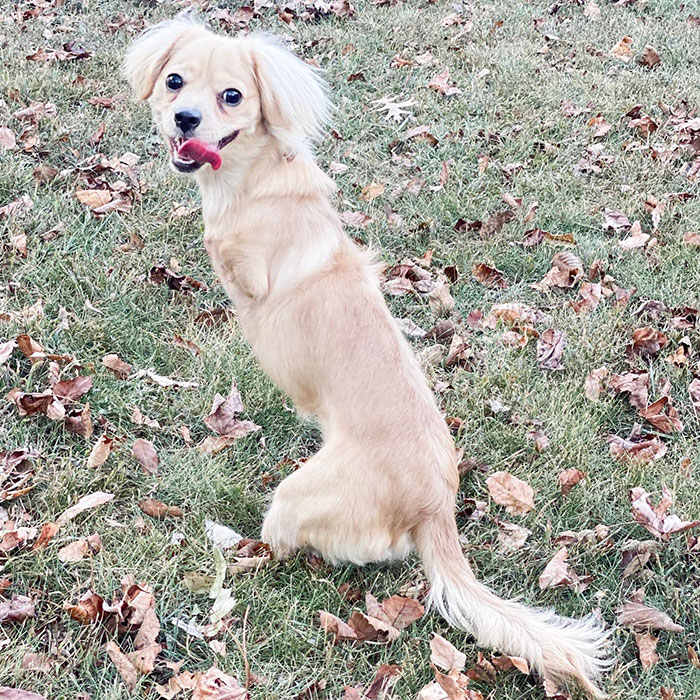 Foto: Amazing Gracie / Mostly Mutts