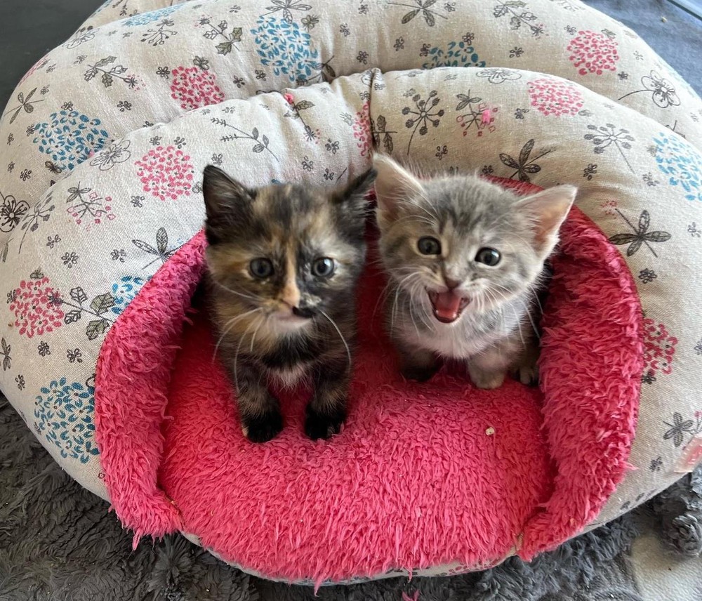 Foto: Jin's Bottle Babies Rescue · via Love Meow