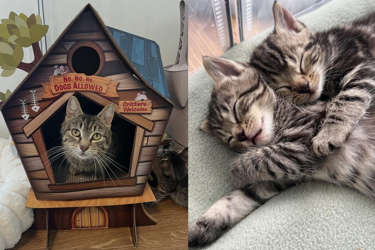 Aus der Kolonie in liebevolle Arme: Mama-Katze Purrdy und ihre Kätzchen trotzen allen Widrigkeiten