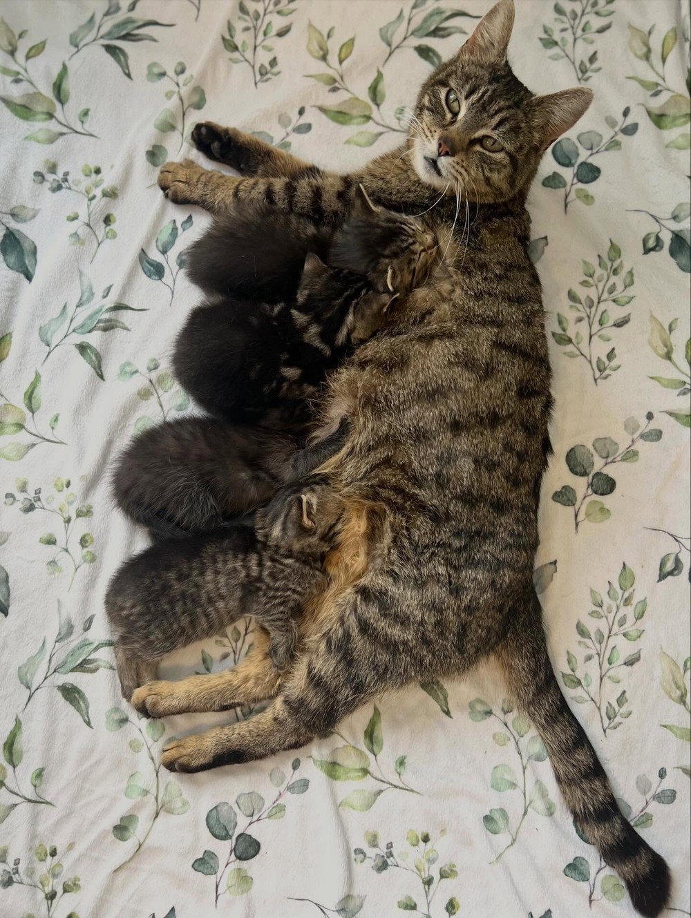 Foto: NY Foster Kittens (@nyfosterkittens) · via Love Meow