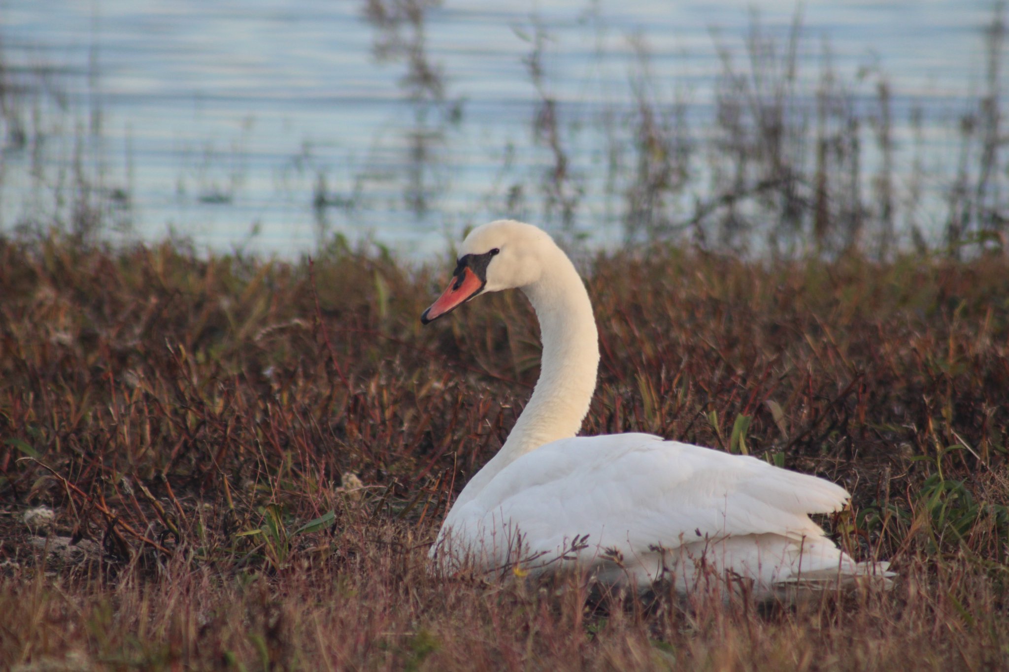 Foto: Wild Bird Fund (Josh Spector) · via Newsner